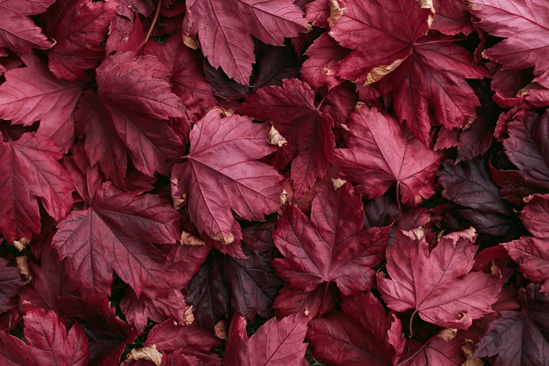 Densely overlapping fallen maple leaves covering the ground in autumn