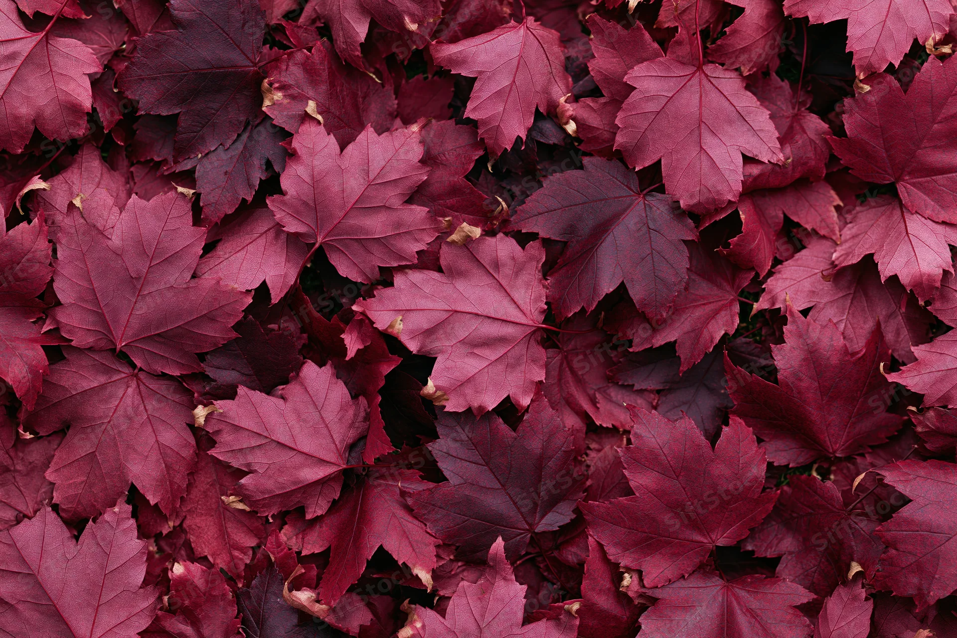 Dense layer of red maple leaves covering the ground in autumn