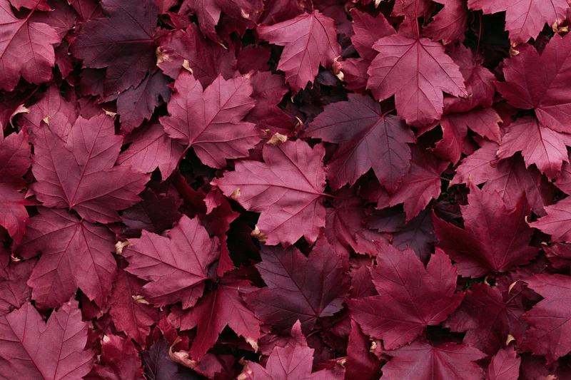 Dense layer of red maple leaves covering the ground in autumn