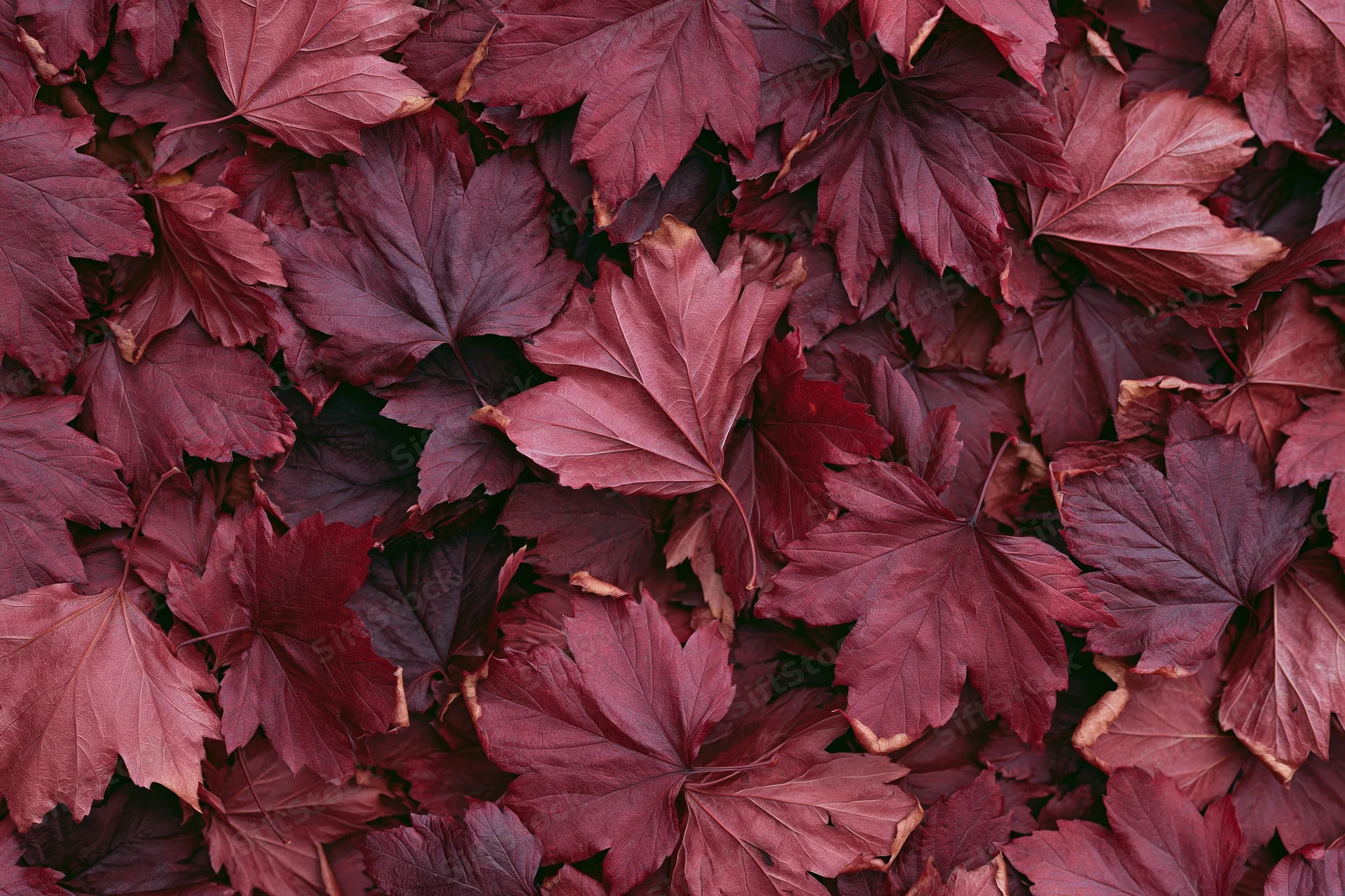 Dense layer of overlapping red maple leaves covering the ground in autumn