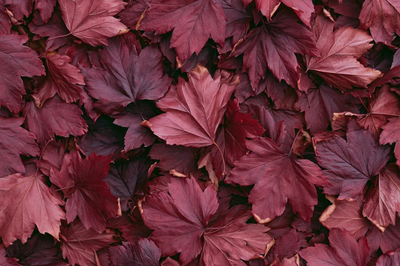 Dense layer of overlapping red maple leaves covering the ground in autumn