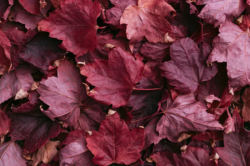 Densely overlapping fallen maple leaves forming a textured carpet on the ground