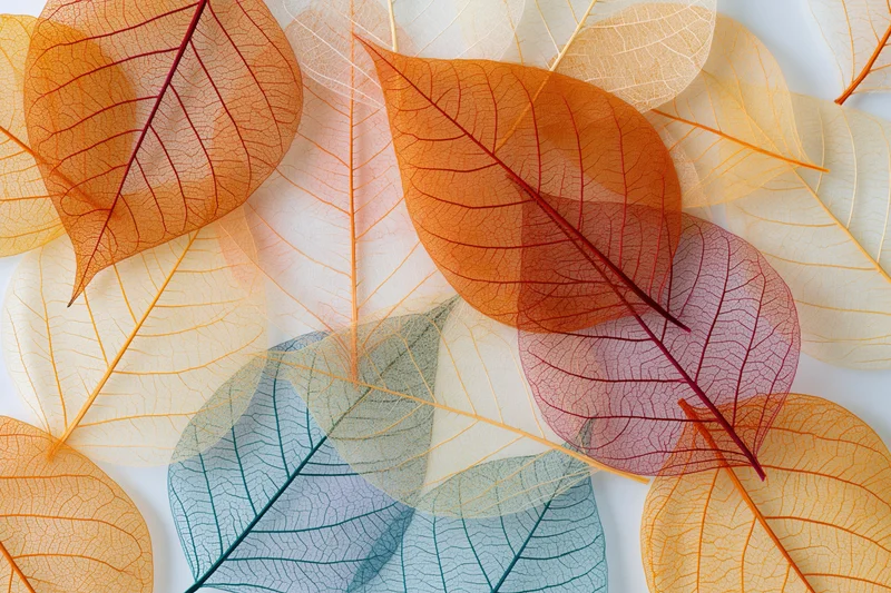 Translucent skeleton leaves overlapping in a flat lay arrangement on white background
