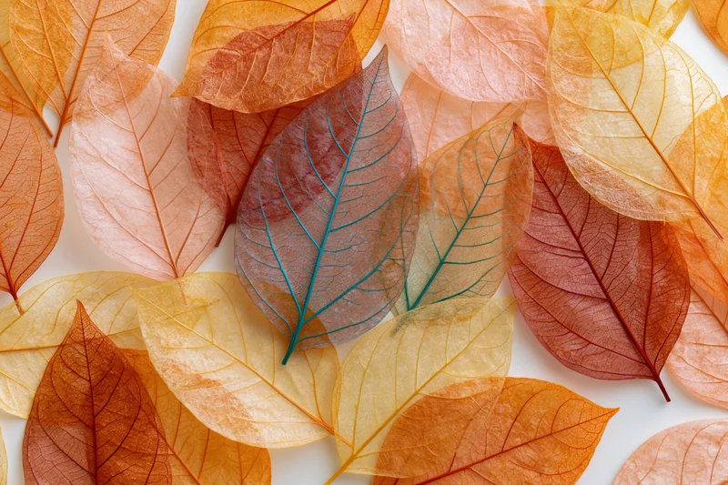 Translucent skeleton leaves overlapping in autumnal colors on white background