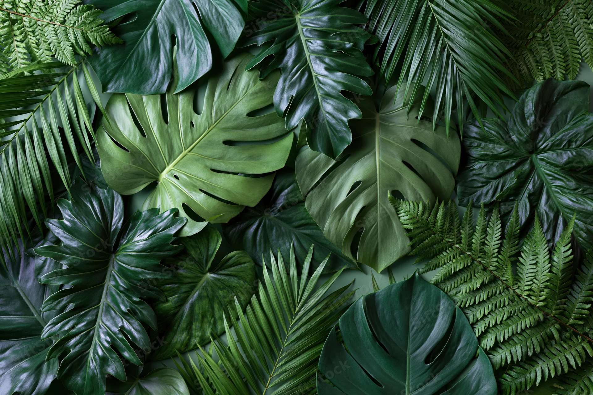 Overlapping tropical leaves arranged in a flat lay composition filling the frame