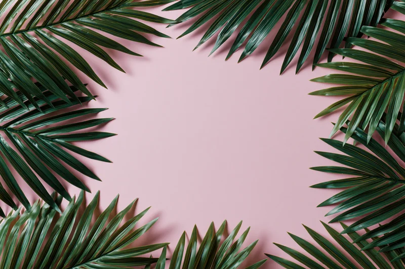 Tropical palm fronds arranged as a border frame on pink background with copyspace