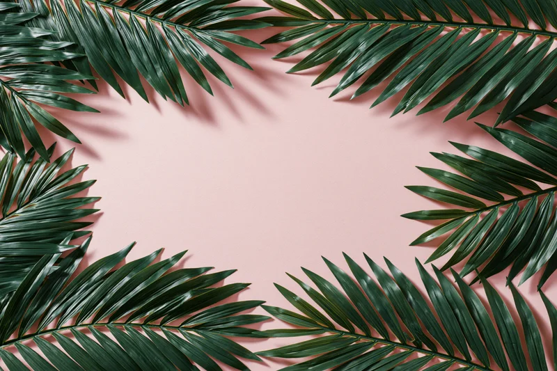Tropical palm fronds arranged as a border frame on a pink background with copyspace