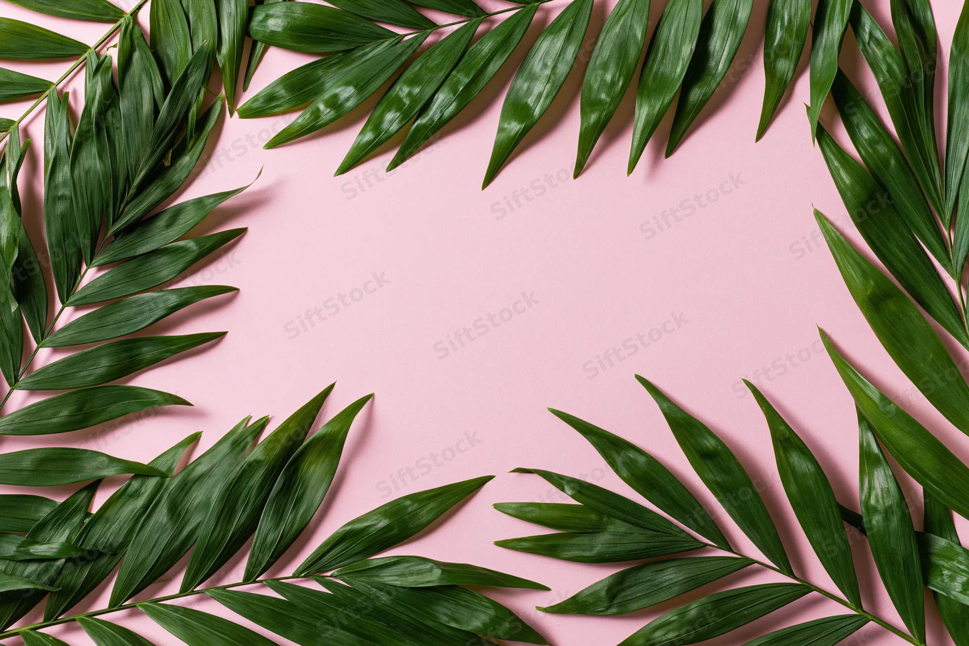 Tropical palm fronds arranged as a border frame on pink background with copyspace