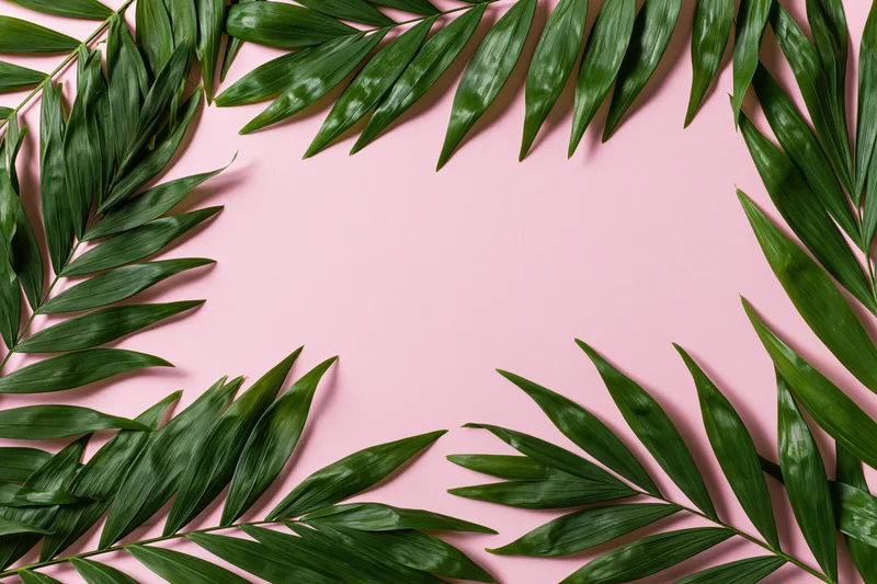 Tropical palm fronds arranged as a border frame on pink background with copyspace