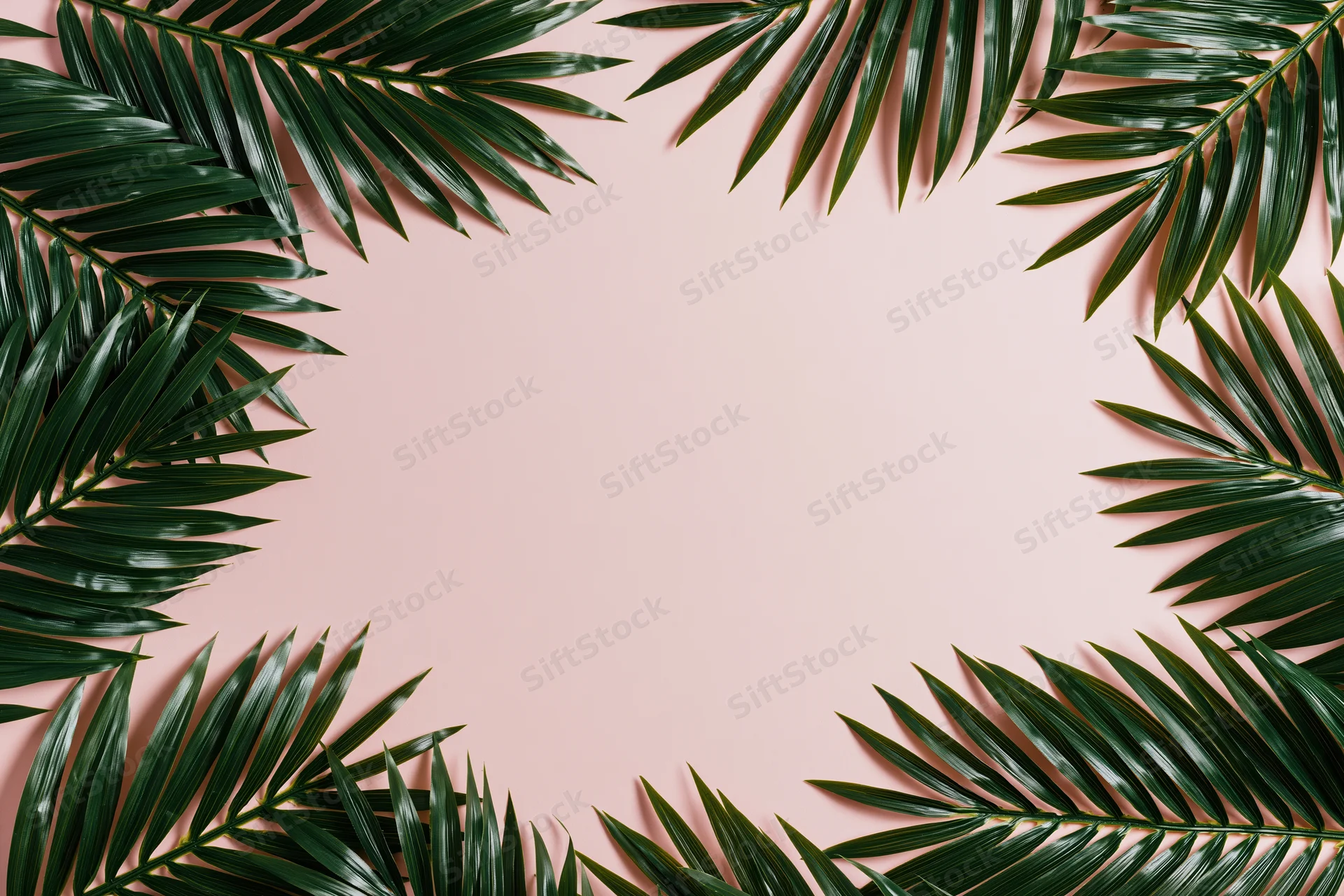Tropical palm fronds arranged as a border frame on a pink background with copyspace