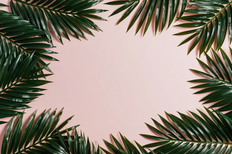 Tropical palm fronds arranged as a border frame on a pink background with copyspace