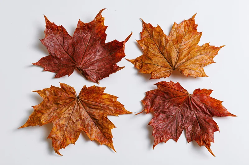 Four dried maple leaves arranged in a grid on a white background