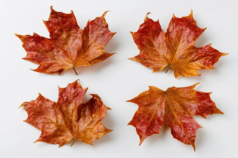 Four dried maple leaves arranged in a grid on a white background