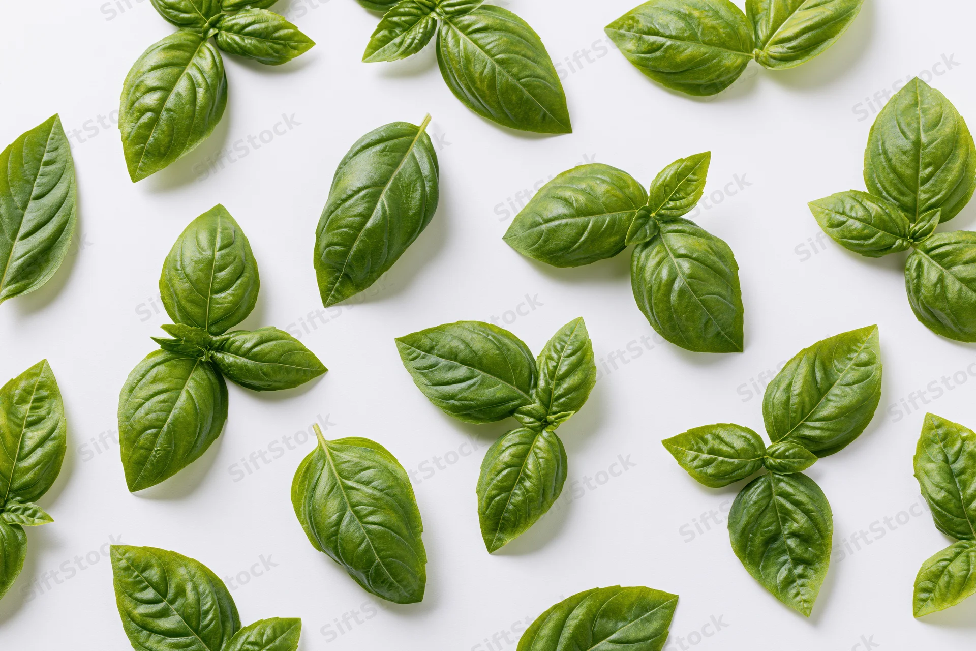 Fresh basil leaves scattered across a white surface in a flat lay arrangement