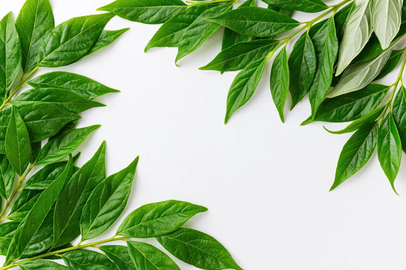 Green leaves arranged in corner frame on white background with copyspace