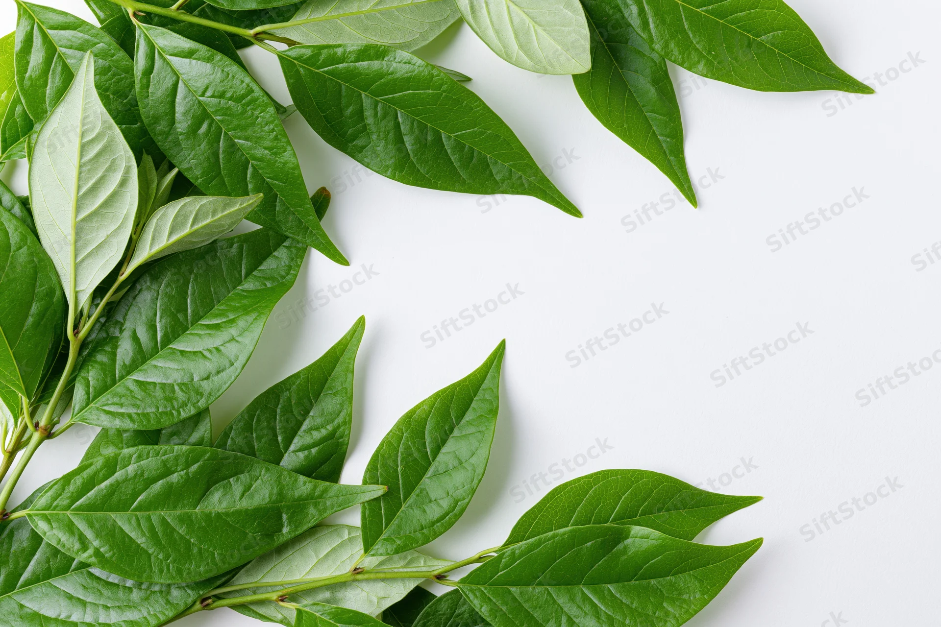 Green leaves arranged in corner on white background with copyspace