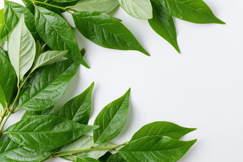 Green leaves arranged in corner on white background with copyspace