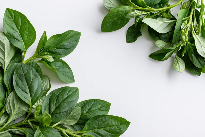 Fresh spinach leaves arranged in corner on white background