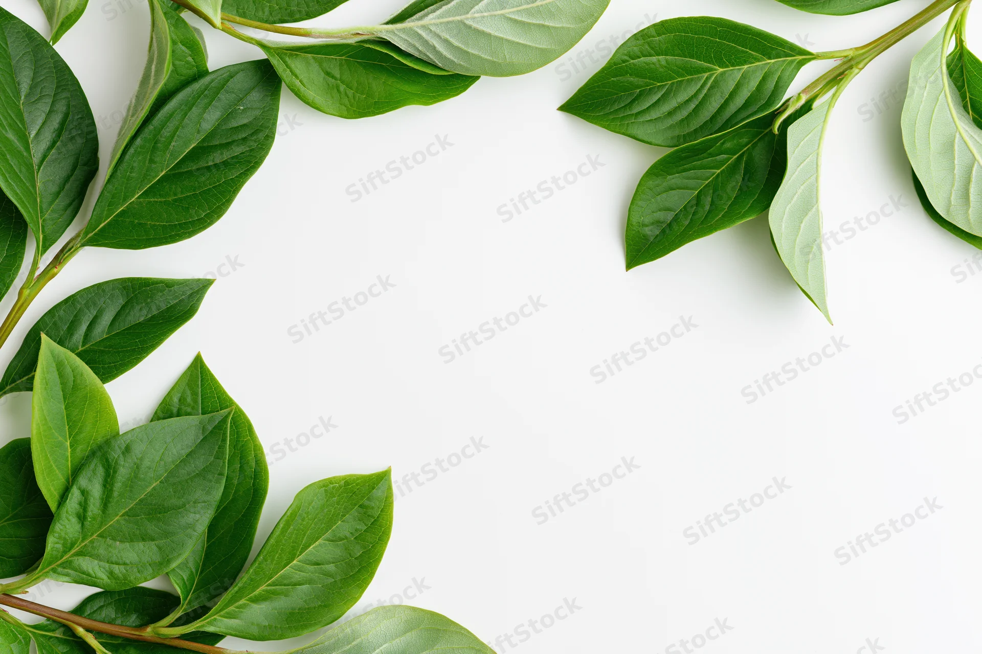 Green plant branches arranged in corner frame on white background