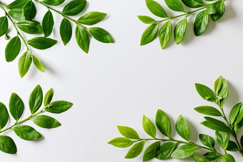 Green leafy branches arranged as a natural border frame on white surface