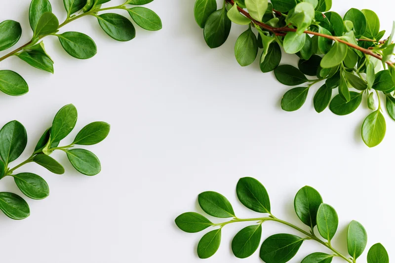 Green leafy branches arranged as a natural border frame on white background