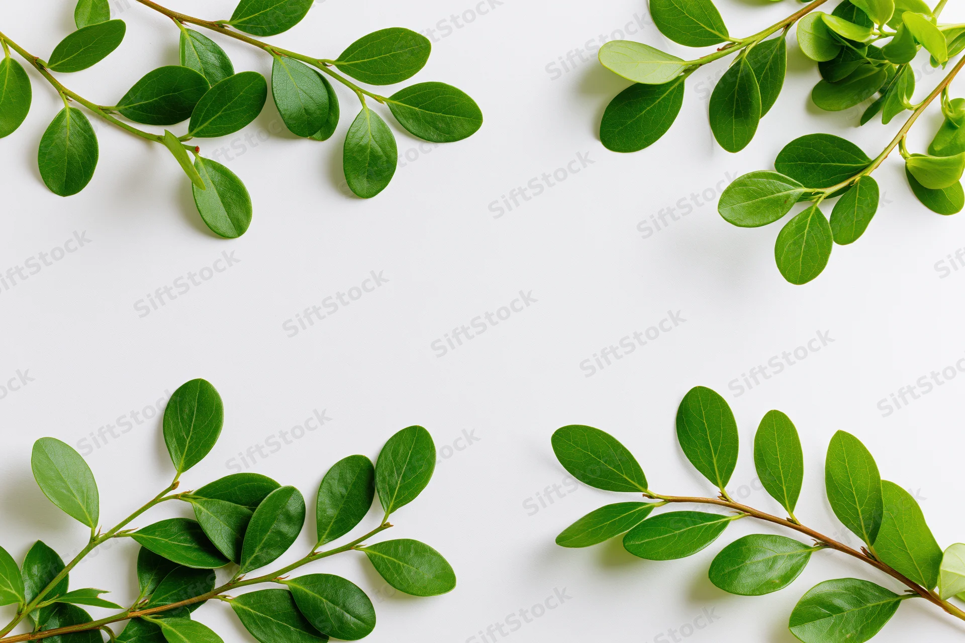 Green leafy branches arranged as a natural border frame on white background