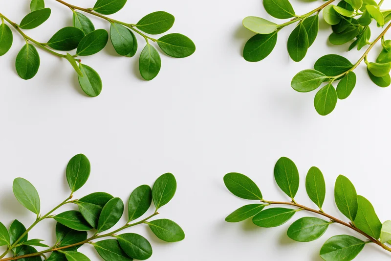 Green leafy branches arranged as a natural border frame on white background