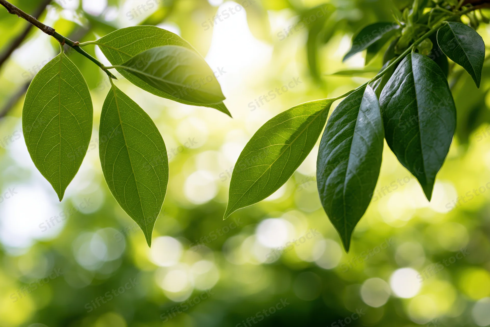 Green leaves on a branch with sunlight filtering through in a natural outdoor setting