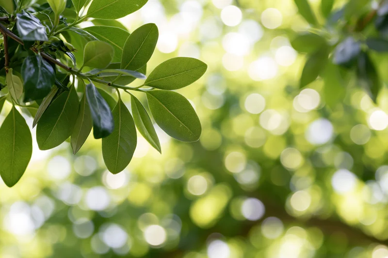 Green leaves on a branch with sunlight filtering through in a natural outdoor setting