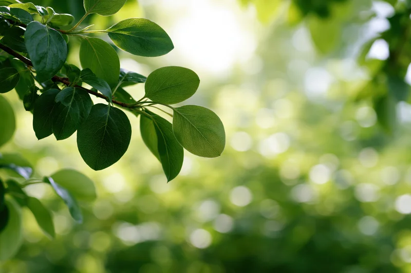 Green leaves on a branch framing the left edge with soft sunlight and blurred foliage background