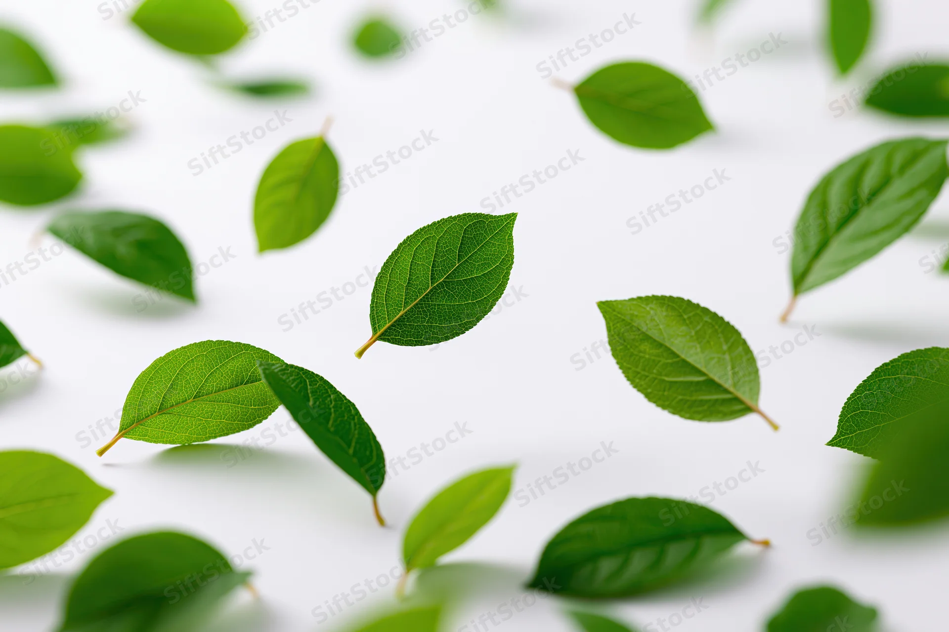 Green leaves scattered and floating on a white surface