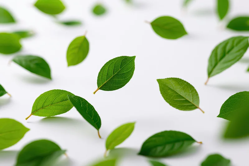 Green leaves scattered and floating on a white surface