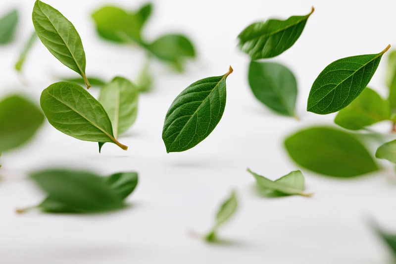 Green leaves floating and scattered against a white background