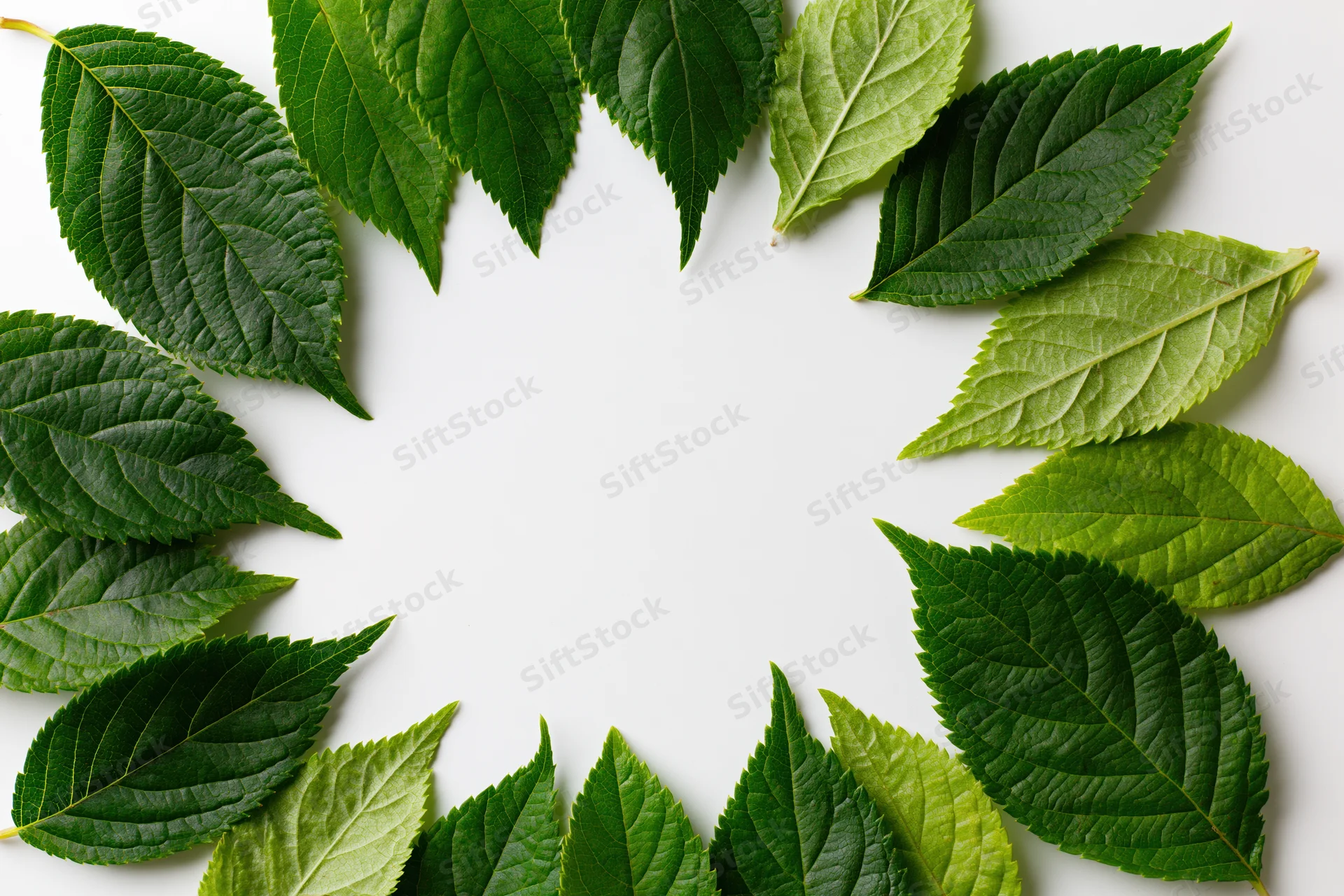 Green serrated leaves arranged in a circular wreath on white background with copyspace