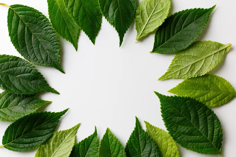 Green serrated leaves arranged in a circular wreath on white background with copyspace