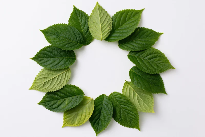 Green serrated leaves arranged in a circular wreath on white background