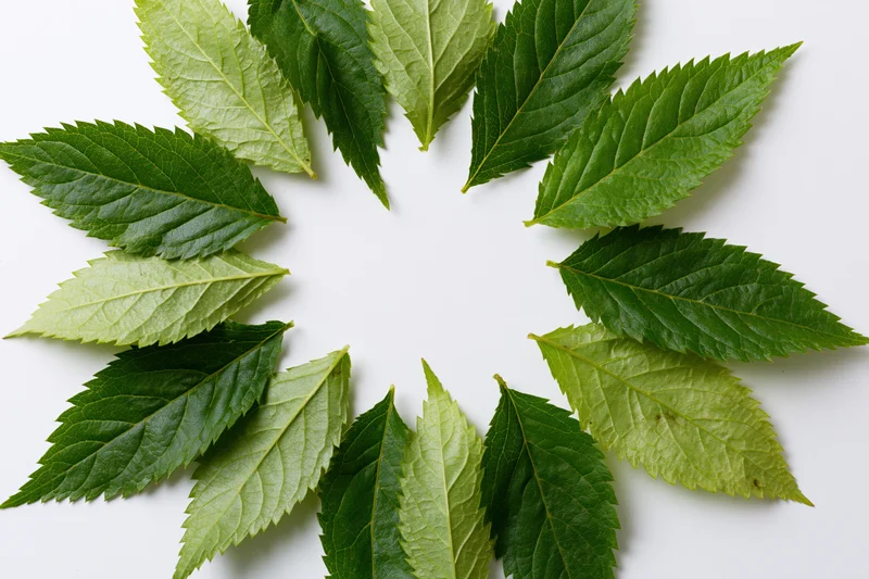 Green serrated leaves arranged in a circular wreath on white background