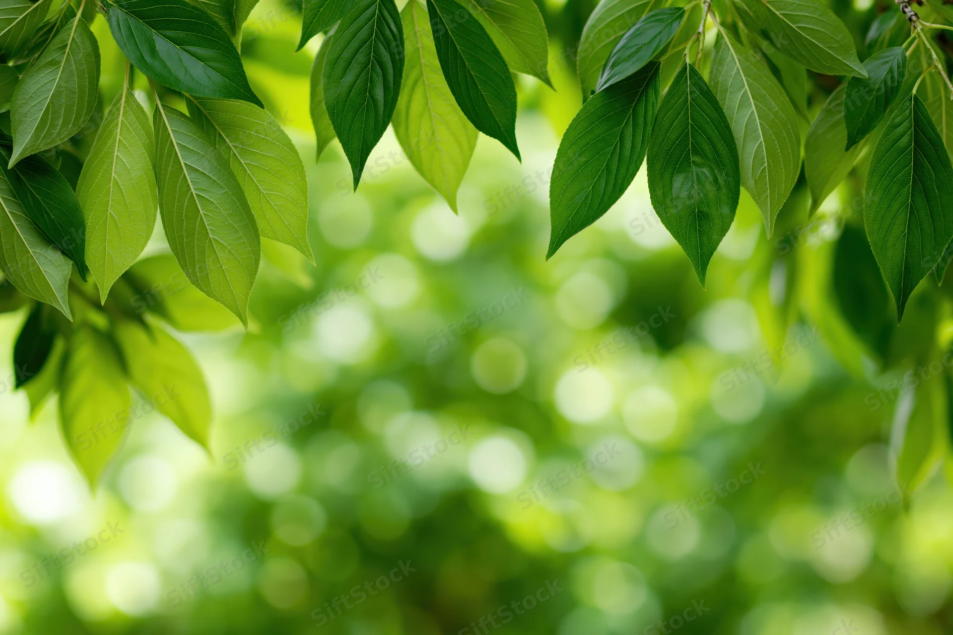 Green leaves framing the top and sides of the image with a blurred natural background