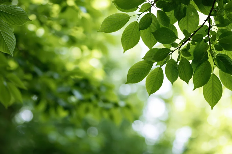 Fresh green leaves on branches framing the right edge of the frame with soft sunlight filtering through the foliage