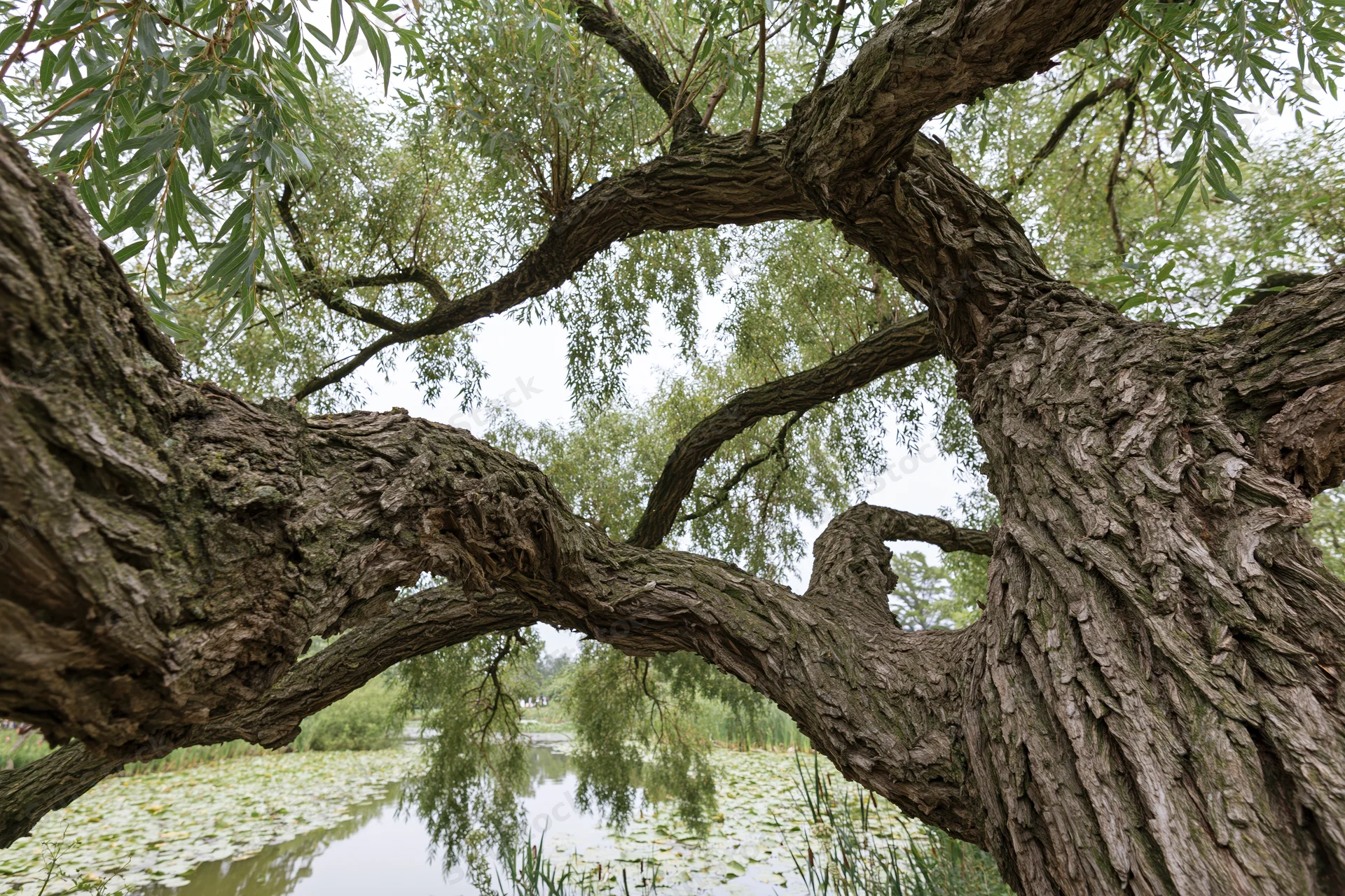 Gnarled willow tree with twisted branches framing a pond covered in lily pads