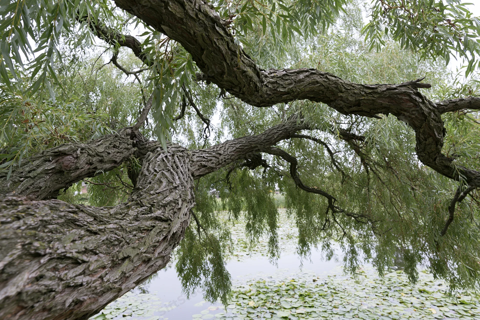 Gnarled willow tree with twisted branches overhanging a pond covered in lily pads