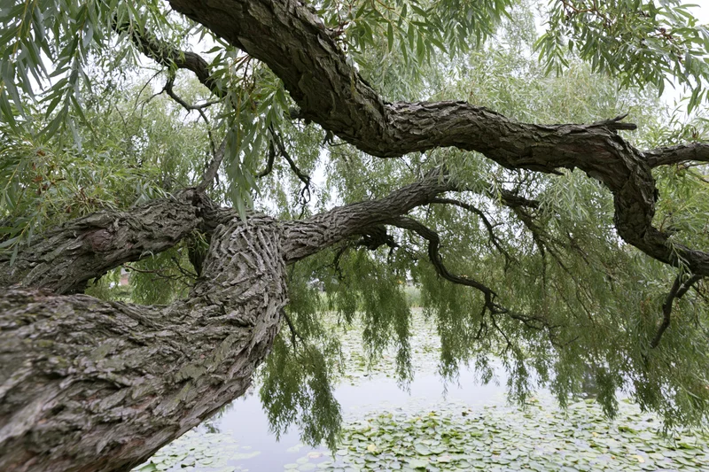 Gnarled willow tree with twisted branches overhanging a pond covered in lily pads