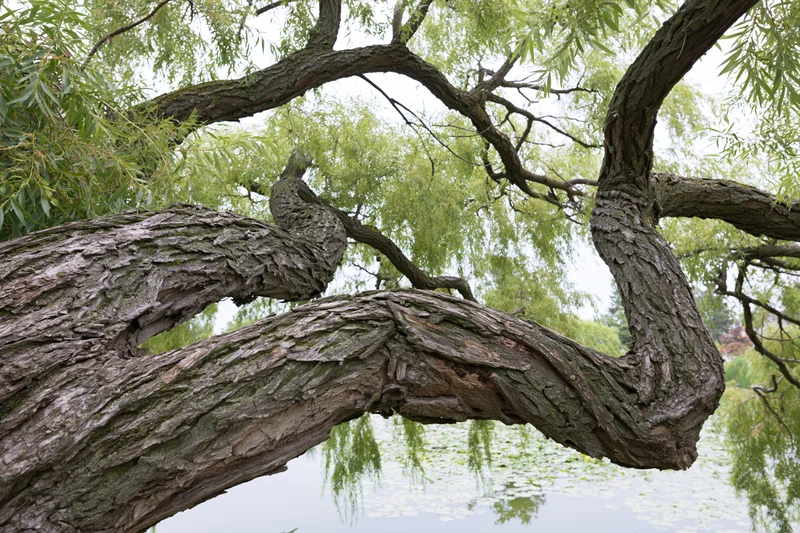 Gnarled willow tree branches arching over a pond with lily pads and reflections