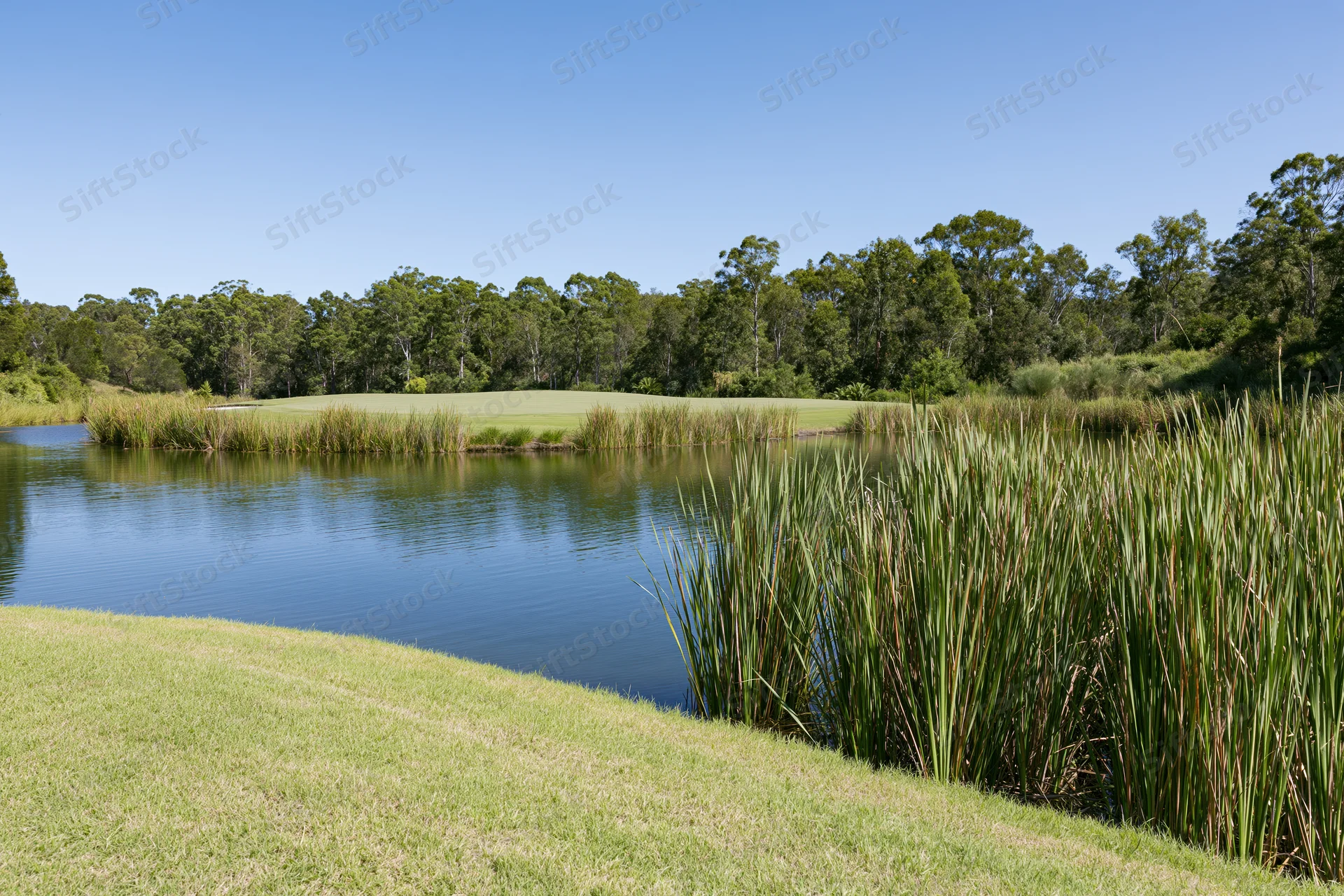 Calm pond surrounded by reeds and grass with golf course fairway and green beyond under clear blue sky