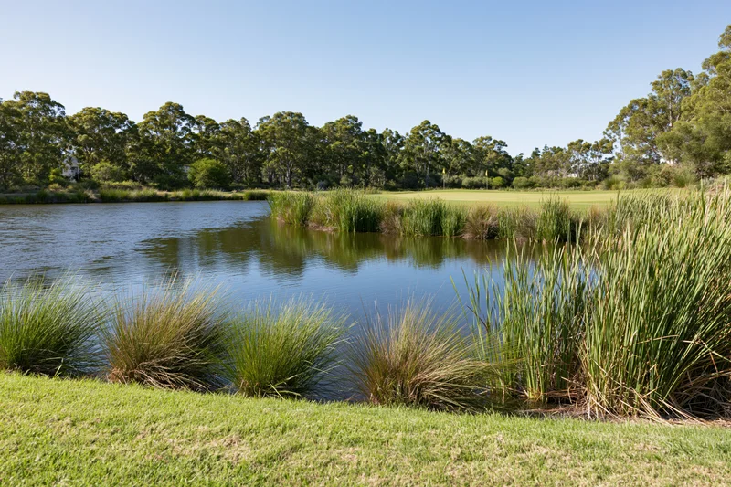 Calm pond surrounded by reeds and grass with golf course fairway and green beyond under clear sky