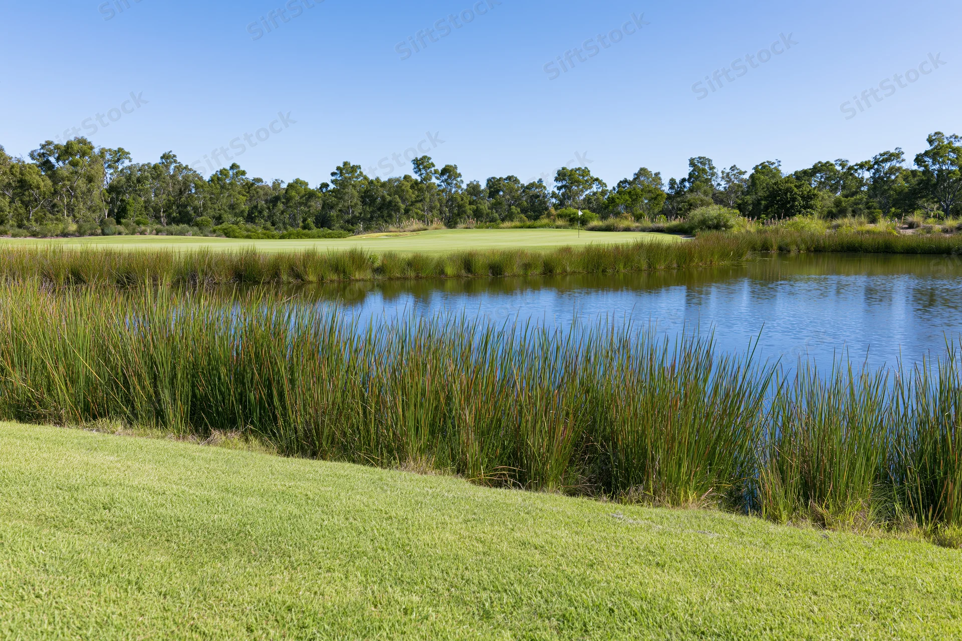 Golf course fairway and putting green beyond a calm pond with reeds and trees under a clear blue sky