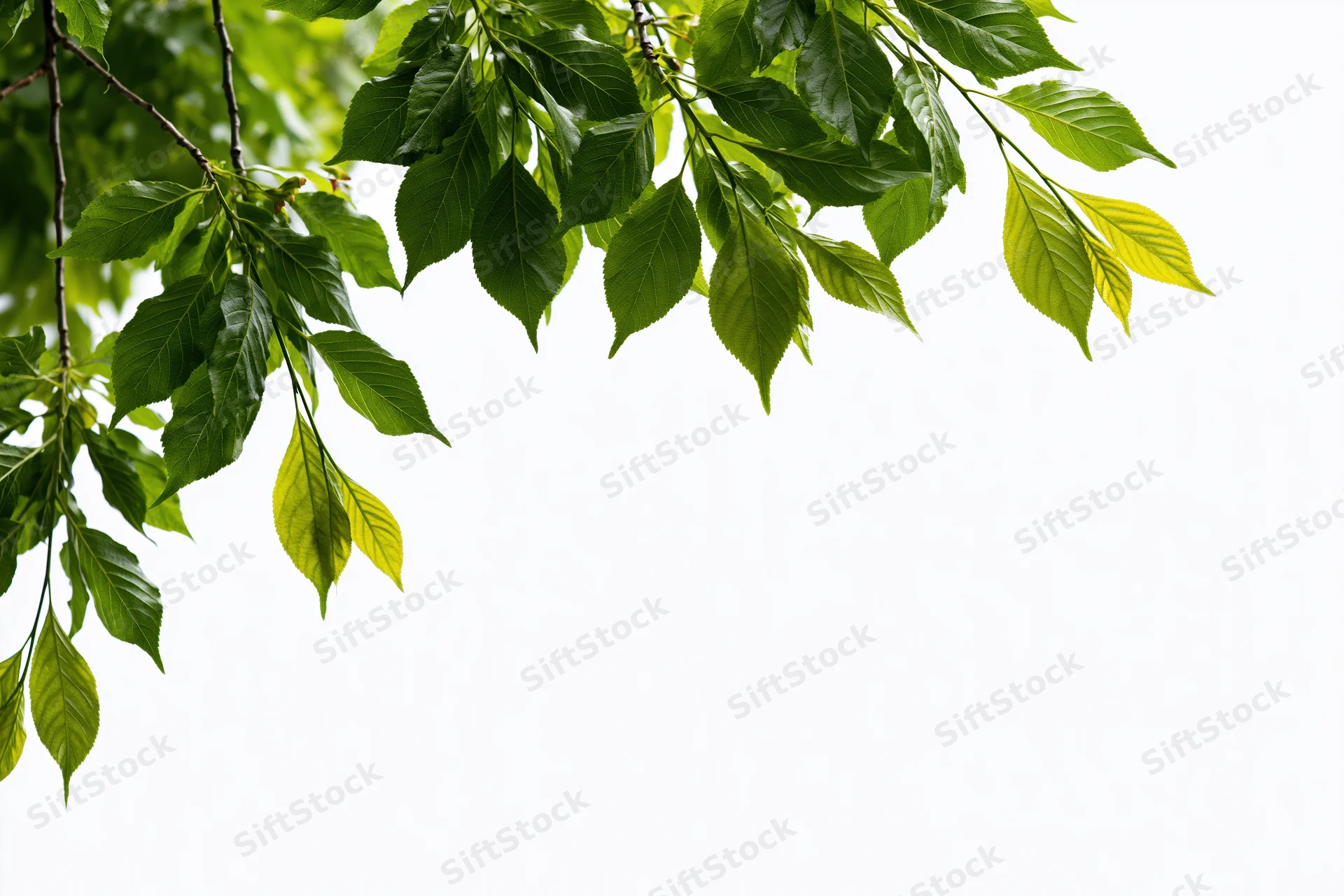 Green tree branches with fresh leaves hanging over white background