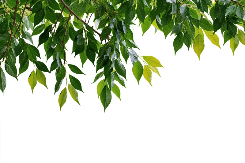 Green tree branches with fresh leaves hanging over white background