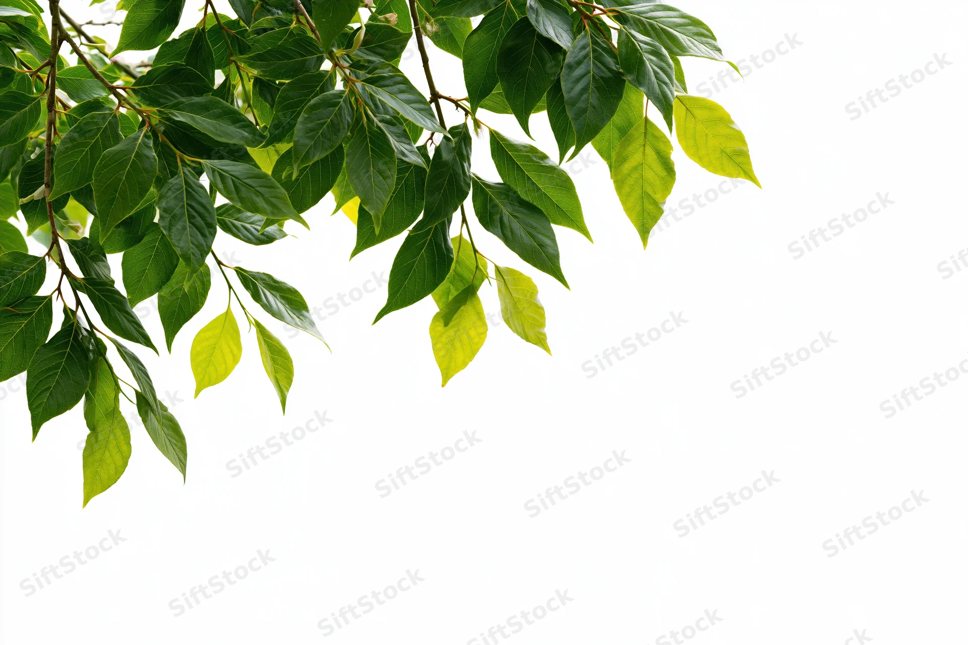 Green leaves on tree branches hanging over white background