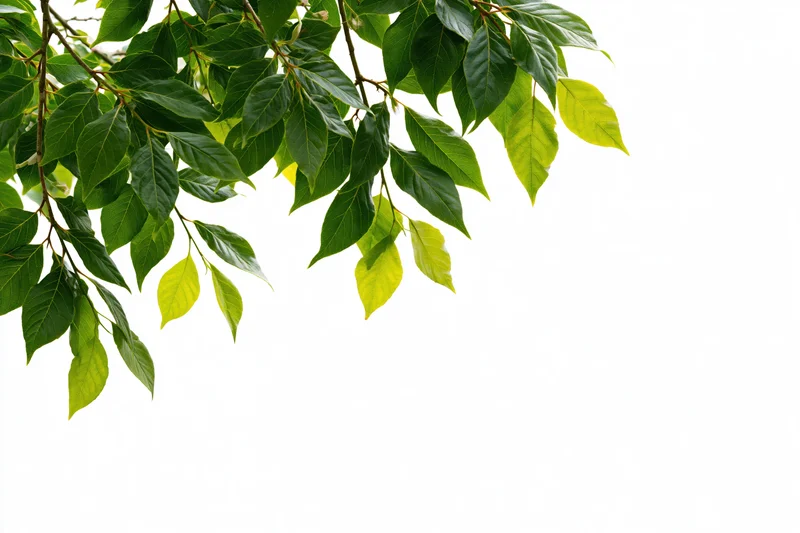 Green leaves on tree branches hanging over white background
